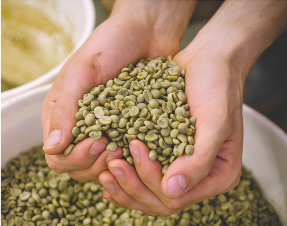 Green Coffee Beans